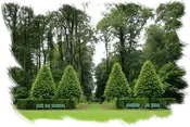 Empresa de tala y podas en altura Desbroces y jardinería